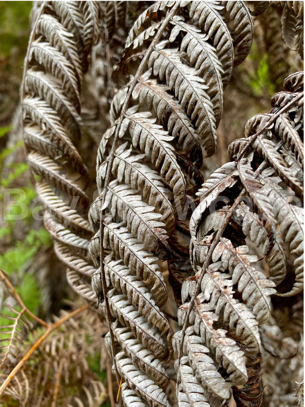 Silver Fern