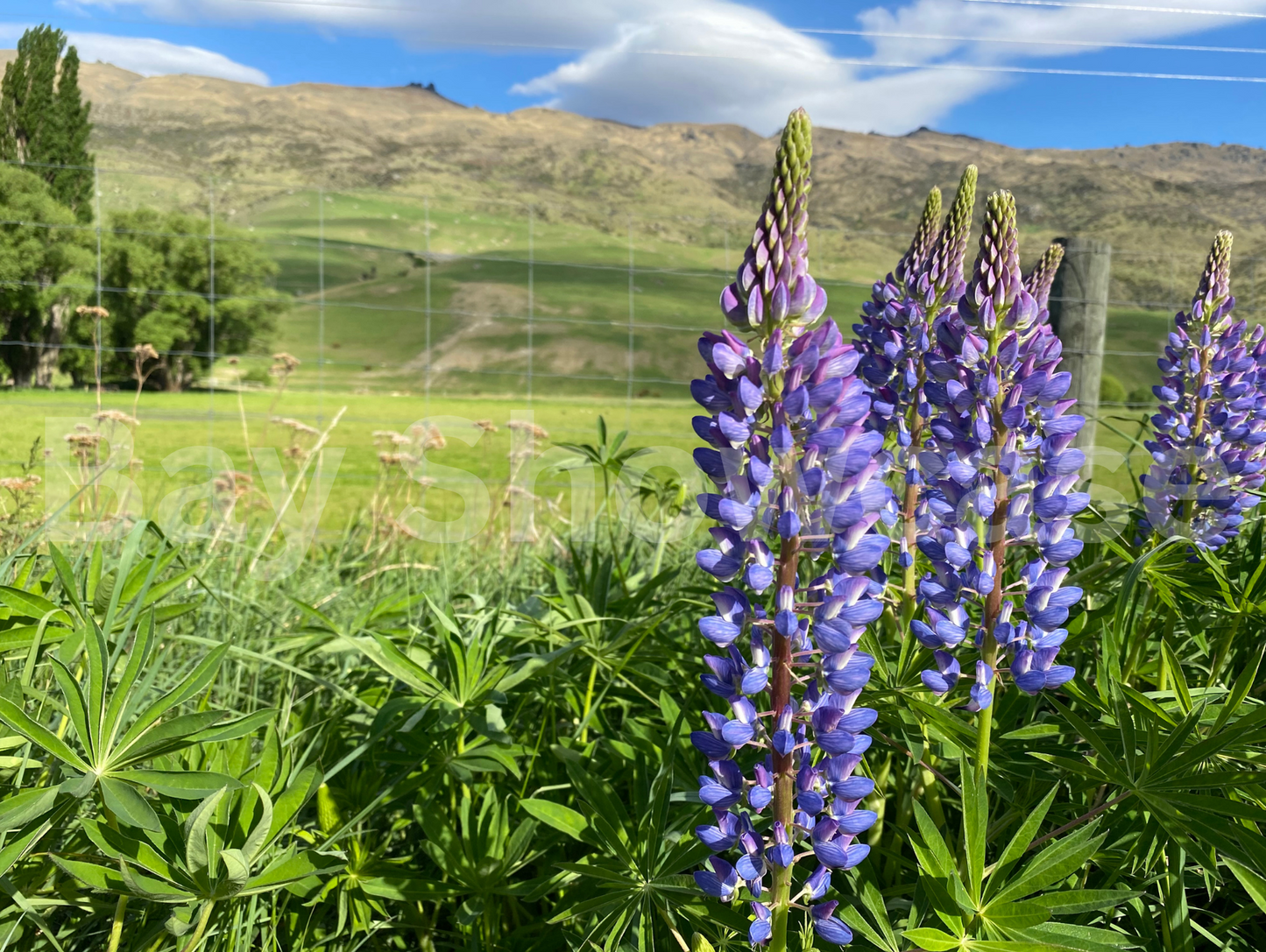Lupins of the South
